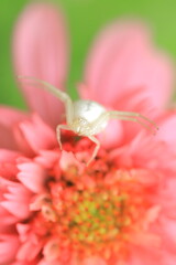 White spider on flower