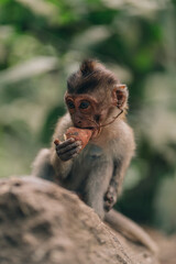 Close up shot of baby monkey sitting on tree branch and eating with nature background. Little macaque in ubud jungle sacred monkey forest