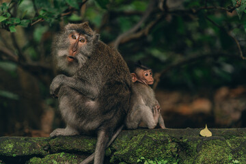 Cute mom monkey with little baby sitting back to back. Monkeys sitting on stone wall with green nature background