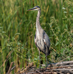 A Great Blue Heron stands tall on a pile of branches surrounded by green, wild vegetation. Close up view.