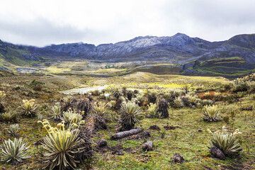 Plants in Colombia