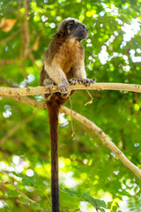 Tamarin