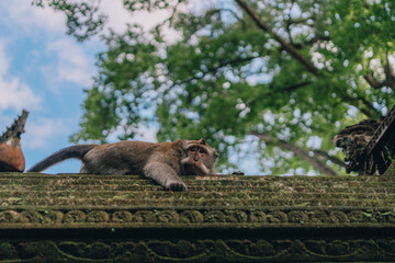 Cute monkey lying on stone wall in sacred monkey forest. Relaxed macaque on balinese architecture covered with moss
