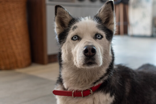 Adult husky dog with expressive eyes and intelligent look