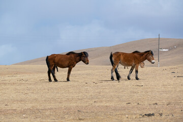 Fototapeta premium horses in the field