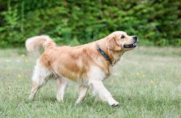 obedience training with a golden retriever
