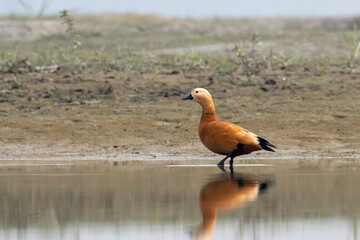 Ruddy shelduck or Tadorna ferruginea observed in Gajoldaba in Weset Bengal,India