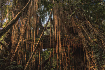 Photo of tropical jungle lianas and vines. Exotic rainforest with lianas hanging from trees, tropical plants