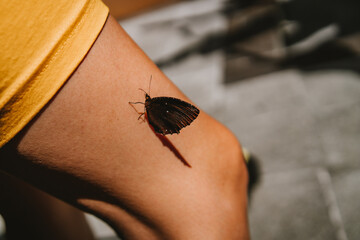 Obraz premium Close up shot of butterfly sitting on woman leg. Summer butterfly touch, nature insect and human interaction