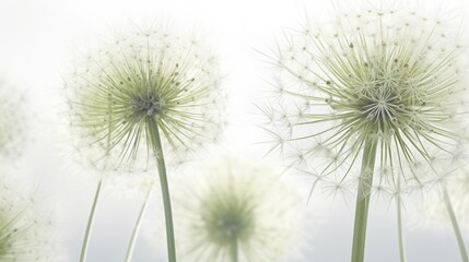 Fototapeta na wymiar Dandelion flowers with fluffy seeds. Dandelion field. Generative AI. Illustration for cover, card, postcard, interior design, decor, packaging, invitations or print.