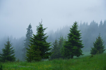 forest in the mountains, Grind 1 Refuge, Piatra Craiului Mountains, Romania 