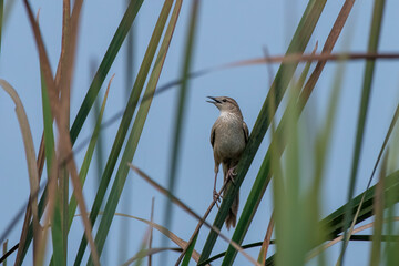 Striated grassbird or Megalurus palustris observed in Gajoldaba in West Bengal