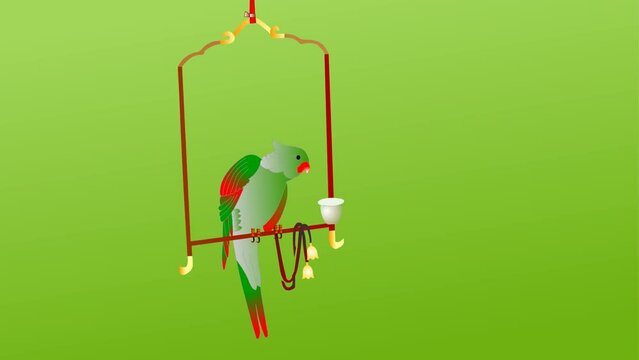 cartoon animated green parrot background and 2d animation