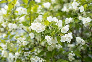 white jasmine flowers in the garden