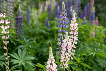 purple lupins flowers in the garden