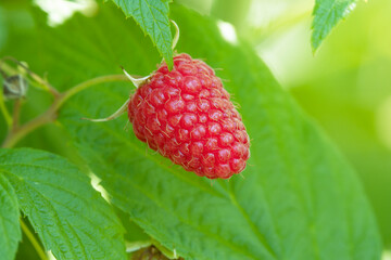 Close-up of a raspberry in the garden