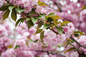 Sakura is the name given to trees of the pink family, the subfamily of plum trees (the species is small-serrated cherry)