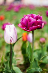 Slender spring tulips bloom outdoors