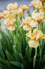 Irises are wonderful flowers to decorate the yard near the gazebo or in the garden