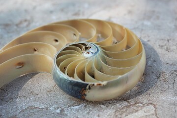 nautilus shell symmetry Fibonacci half cross section spiral golden ratio structure growth close up...