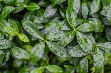 Abstraction growing green leaves on a light background outdoors