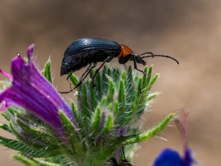 Insectos en el bosque
