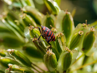 Obraz premium Escarabajo en el bosque