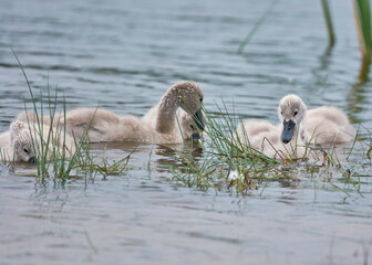 family of swans