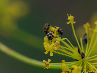 Insectos en el bosque