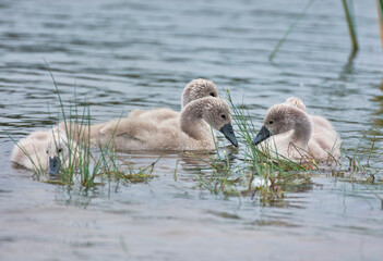 family of swans