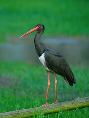 black stork on the background of the swamp