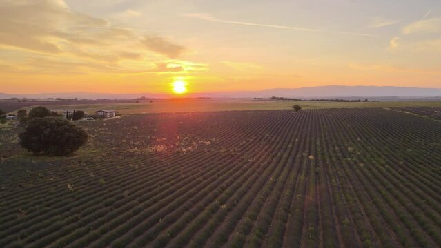coucher de soleil sur les lavandes - Valensole