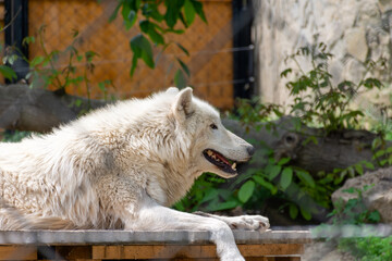A great white wolf resting in his cage