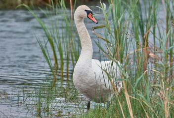 swan on the lake