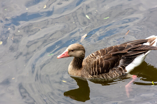 Brown duck swims fast on the lake