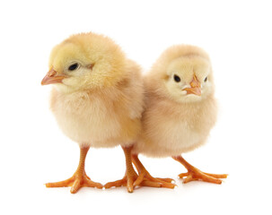Obraz premium Two yellow chicks.
