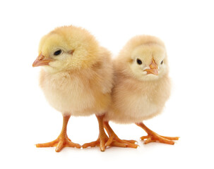 Two yellow chicks.