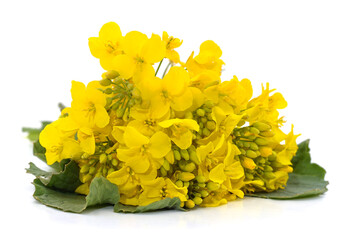 Bunch of yellow rapeseed.