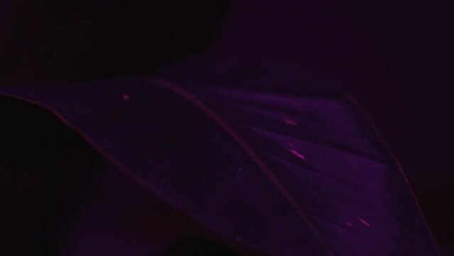 Liana leaf under ultraviolet light in a dark room