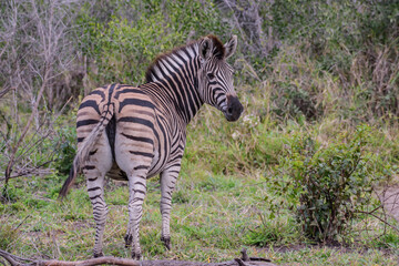 Zebras are African equines with distinctive black-and-white striped coats. 