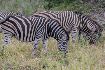 Zebras are African equines with distinctive black-and-white striped coats. 