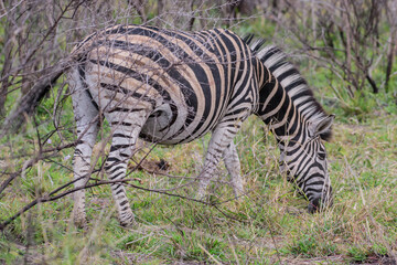 Zebras are African equines with distinctive black-and-white striped coats. 