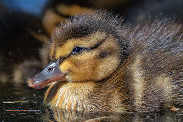 Duckling (baby duck) close-up photo