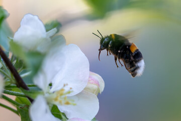 bumble bee flying to flower, summer 2023