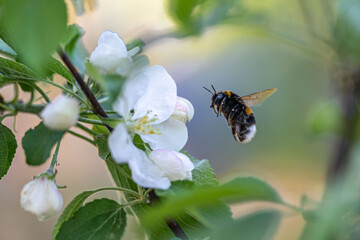 bumble bee flying to flower, summer 2023