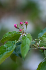 	Apple tree branch with pink flowers and buds on blurred green background.