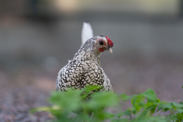 Seabright chicken walks in the grass on the farm