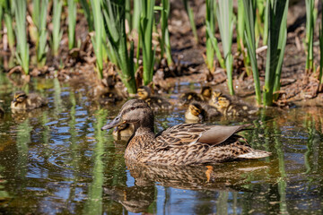 	Close up of a female mallard duck, Anas platyrhynchos
