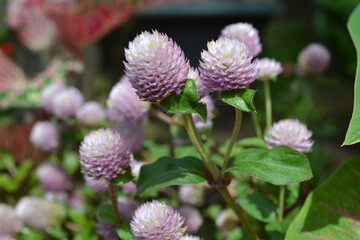 Blossoms in the garden. 