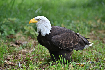Bald Eagle
